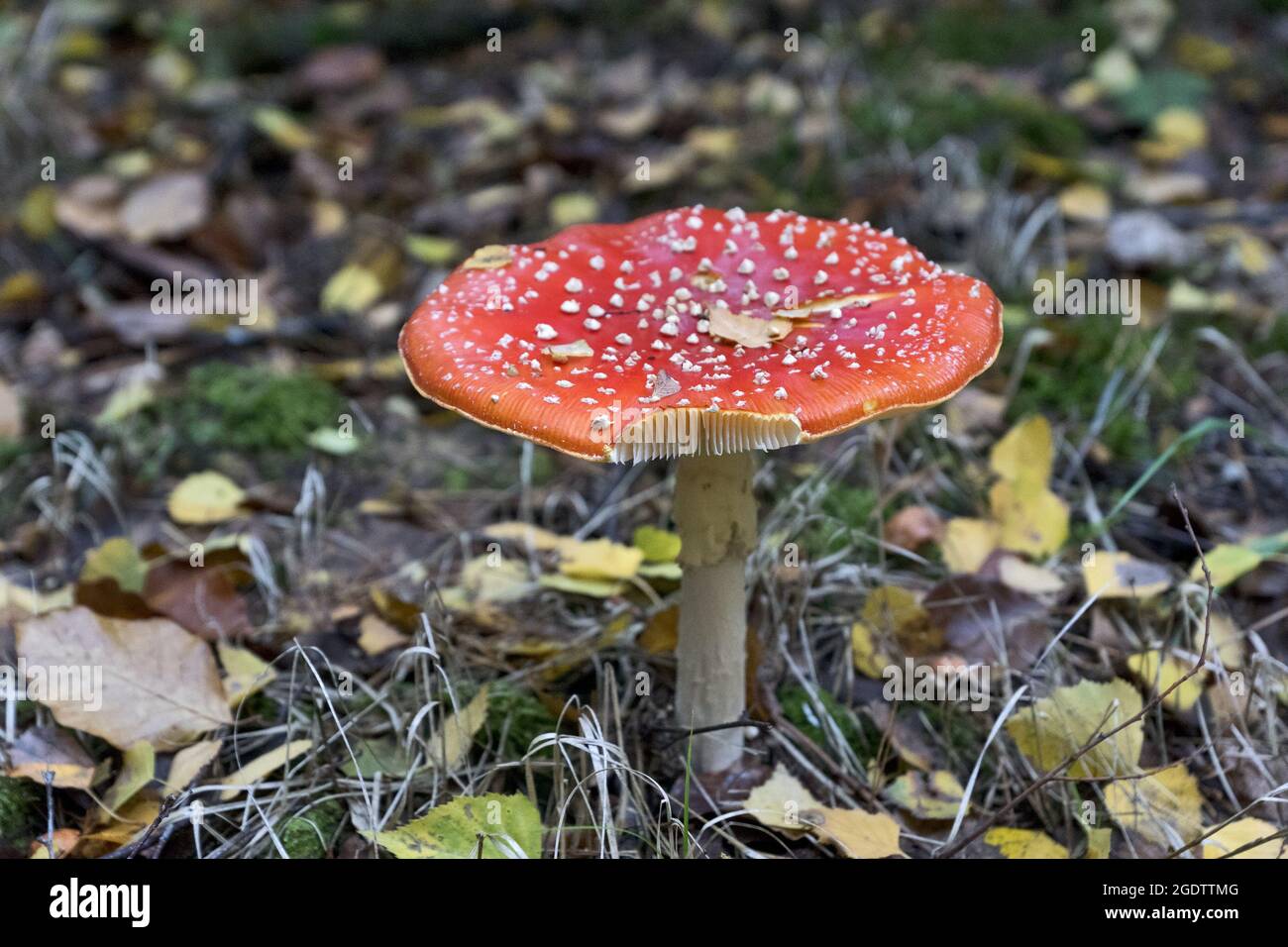 Amanita muscaria, commonly known as the fly agaric or fly amanita, is a basidiomycete of the genus Amanita. Stock Photo