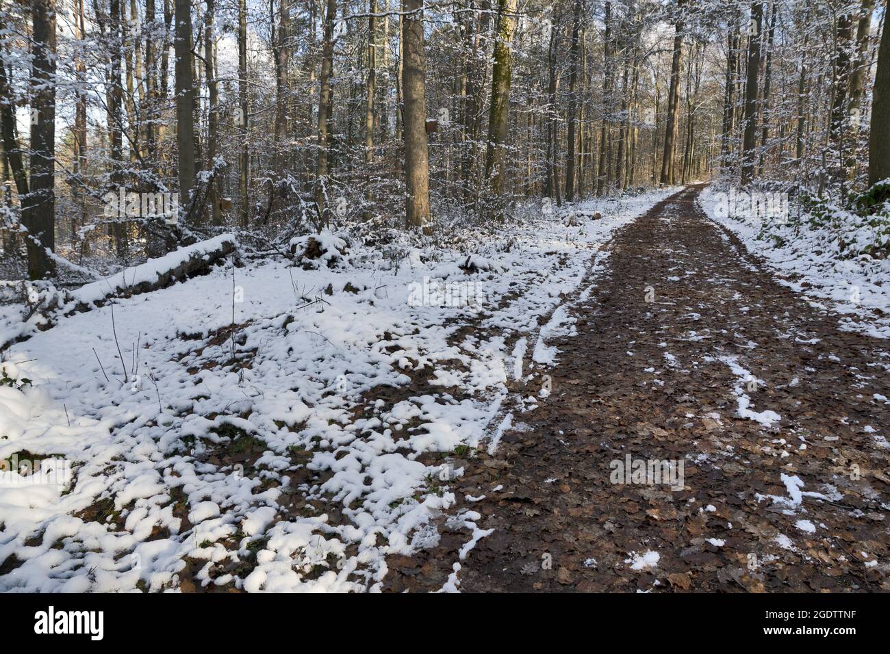 Germany: forest in winter Stock Photo