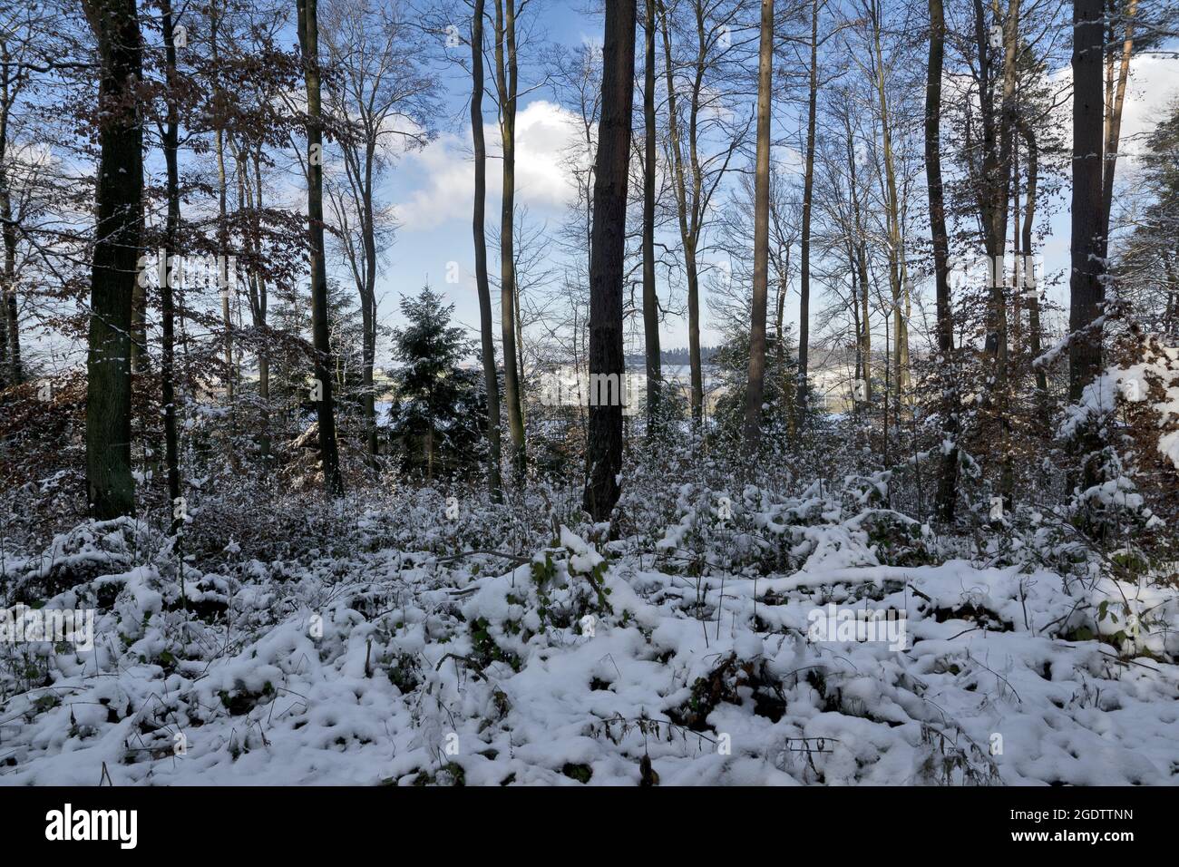 Germany: forest in winter Stock Photo