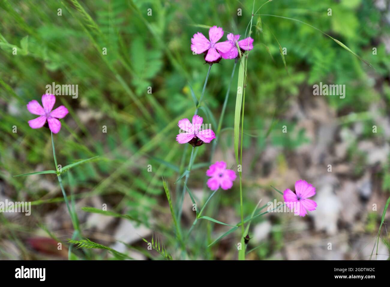 Pink wild carnations on the meadow. Dianthus caryophyllus, commonly known as the carnation or clove pink, is a species of Dianthus Stock Photo