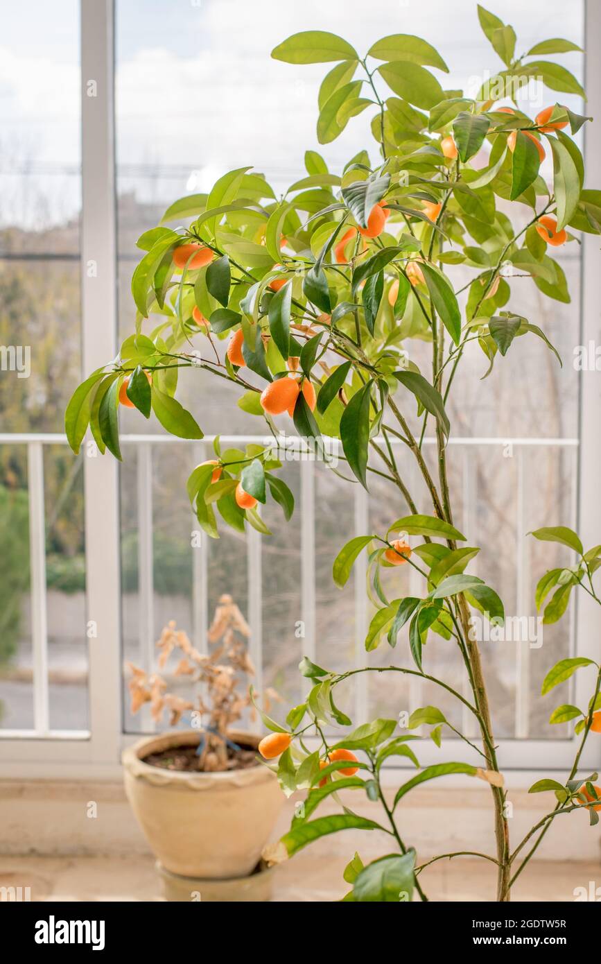 dwarf Clementine citrus tree Stock Photo