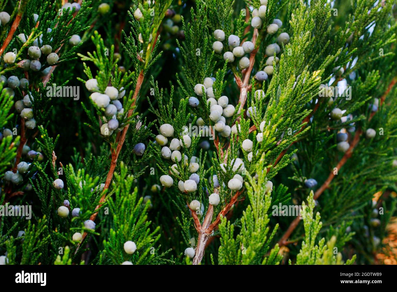 Thuja occidentalis (white cedar) branch. Garden hobby Stock Photo