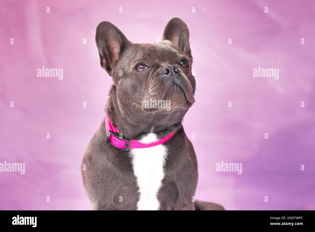 Blue trindle colored French Bulldog dog wearing pink collar in font of violet background Stock Photo