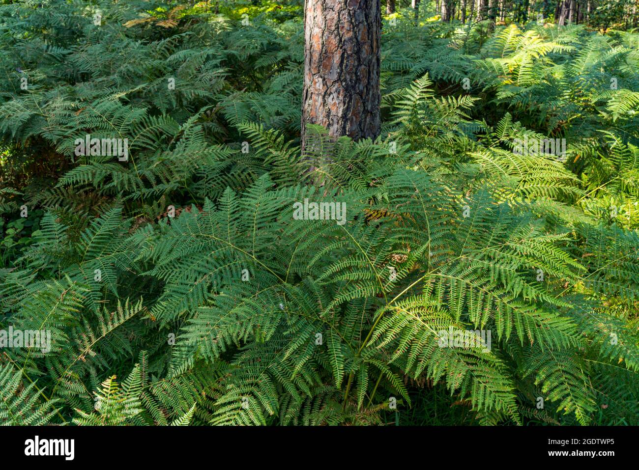 View at green ferns in the forest Stock Photo