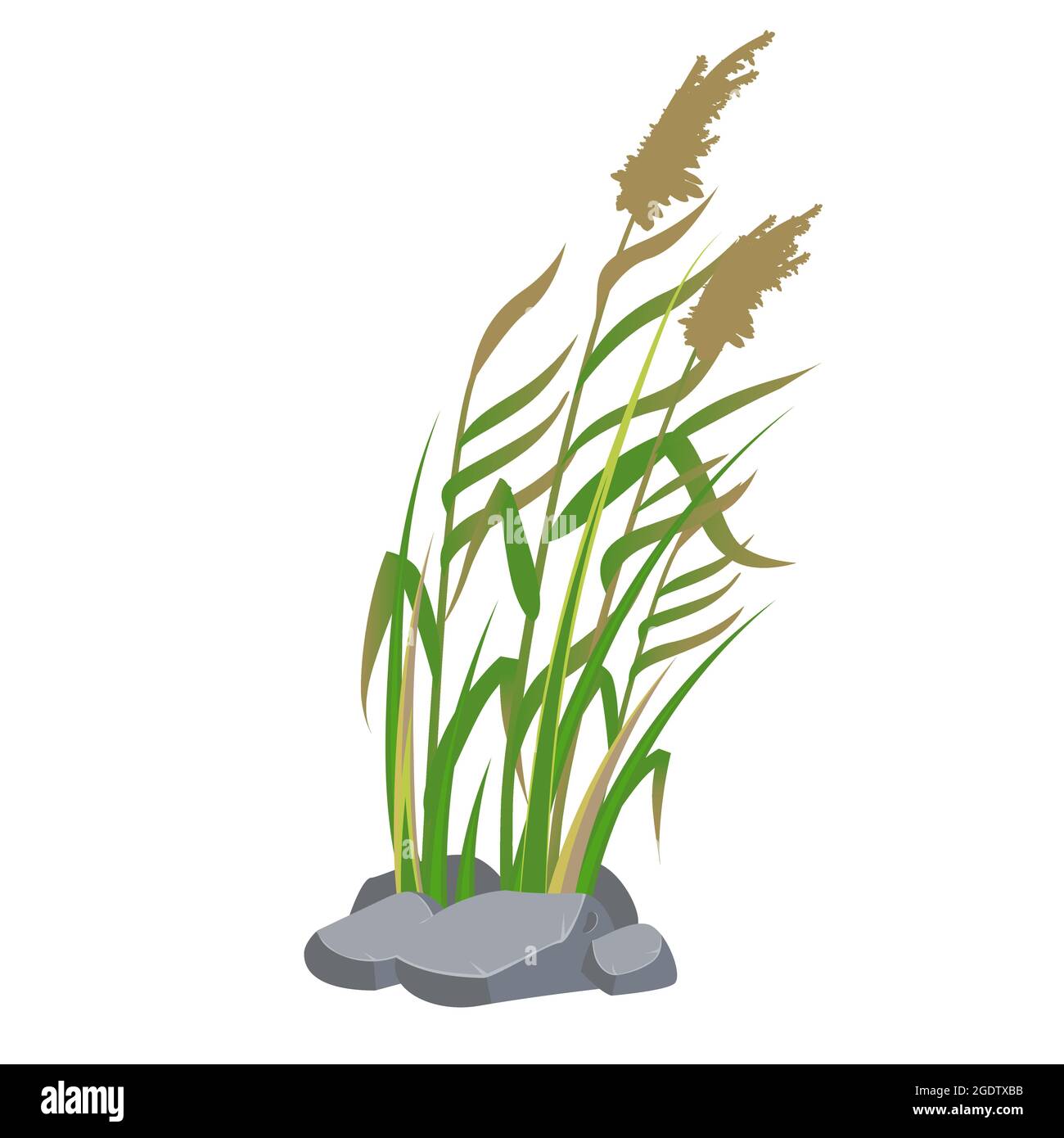 Cane and reeds in the green grass. Swamp and river plants. Vector flat illustration Stock Vector