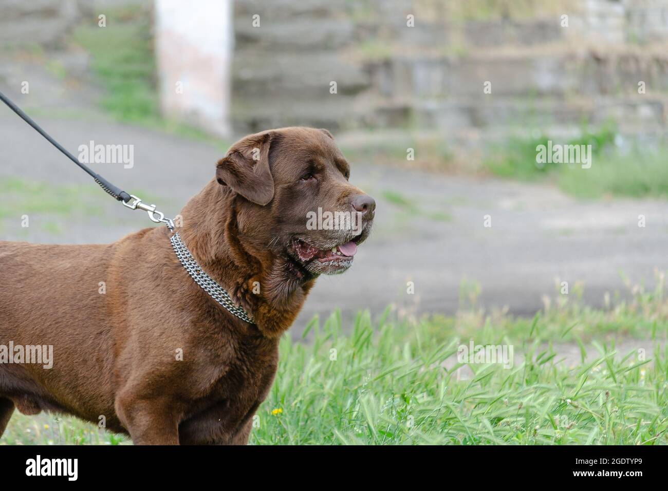 Portrait Of A Brown Dog Standing On Green Grass A Male Chocolate Labrador Retriever Gorgeous Pet With Graying Hair Around Open Mouth Side View Sel Stock Photo Alamy