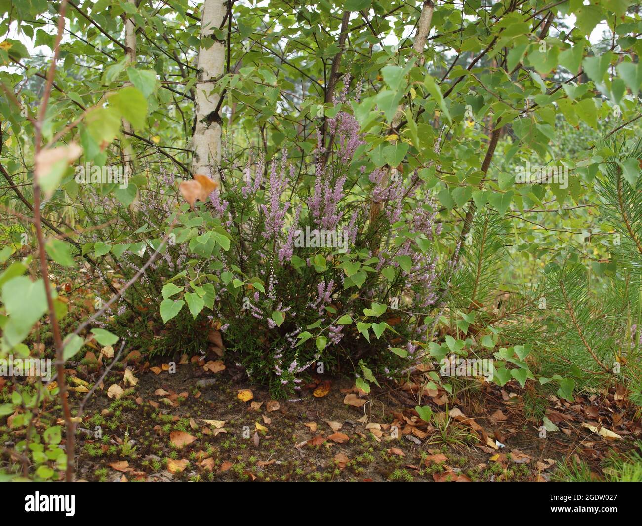 Heather bush on the background of birch trunks in the summer forest. Stock Photo