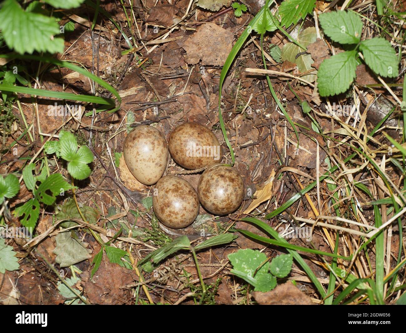Laying of forest bird eggs in the nest on the ground in the summer forest. Bird eggs, Stock Photo