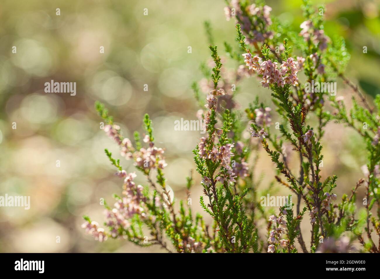 Heather flowers. Small violet flowers on abstract green background. Vintage floral summer