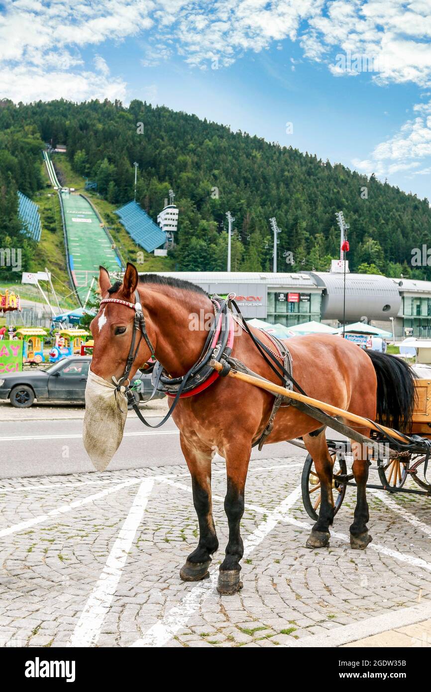 The horse waiting in front of Wielka Krokiew, ski jumps built on the slope of Krokiew mountain in Zakopane, Poland. Stock Photo