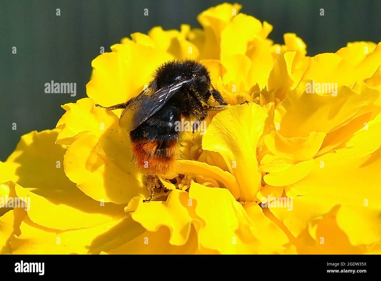 Bumblebee insect pollinates yellow flower  Stock Photo