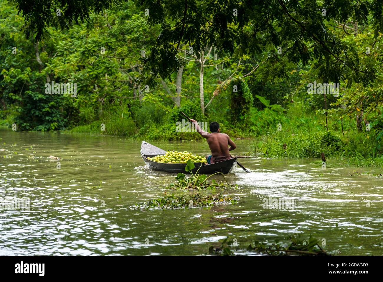 Barishal, Barishal, Bangladesh. 15th Aug, 2021. Among some of the most fascinating things in the Southwestern region of Bangladesh is the beautiful Floating Guava Market of Swarupkathi of Pirojpur in Barishal Division. And all of this started 125 years ago when one Purno Mondal from Nesarabad upazila brought back some guava seeds from Goya and planted them in his village home. The guava was a culinary hit with the locality and its fame gradually spread across the country. Today guava is cultivated in five unions of Swarupkathi (presently known as Nesarabad) across 640 hectares of land. The ey Stock Photo