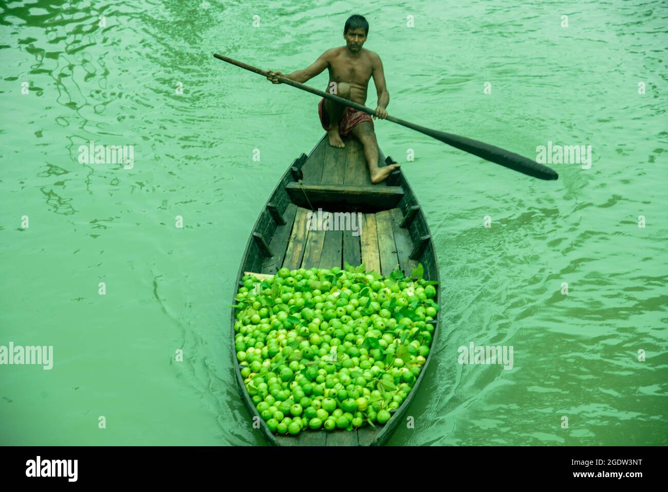 Barishal, Barishal, Bangladesh. 15th Aug, 2021. Among some of the most fascinating things in the Southwestern region of Bangladesh is the beautiful Floating Guava Market of Swarupkathi of Pirojpur in Barishal Division. And all of this started 125 years ago when one Purno Mondal from Nesarabad upazila brought back some guava seeds from Goya and planted them in his village home. The guava was a culinary hit with the locality and its fame gradually spread across the country. Today guava is cultivated in five unions of Swarupkathi (presently known as Nesarabad) across 640 hectares of land. The ey Stock Photo