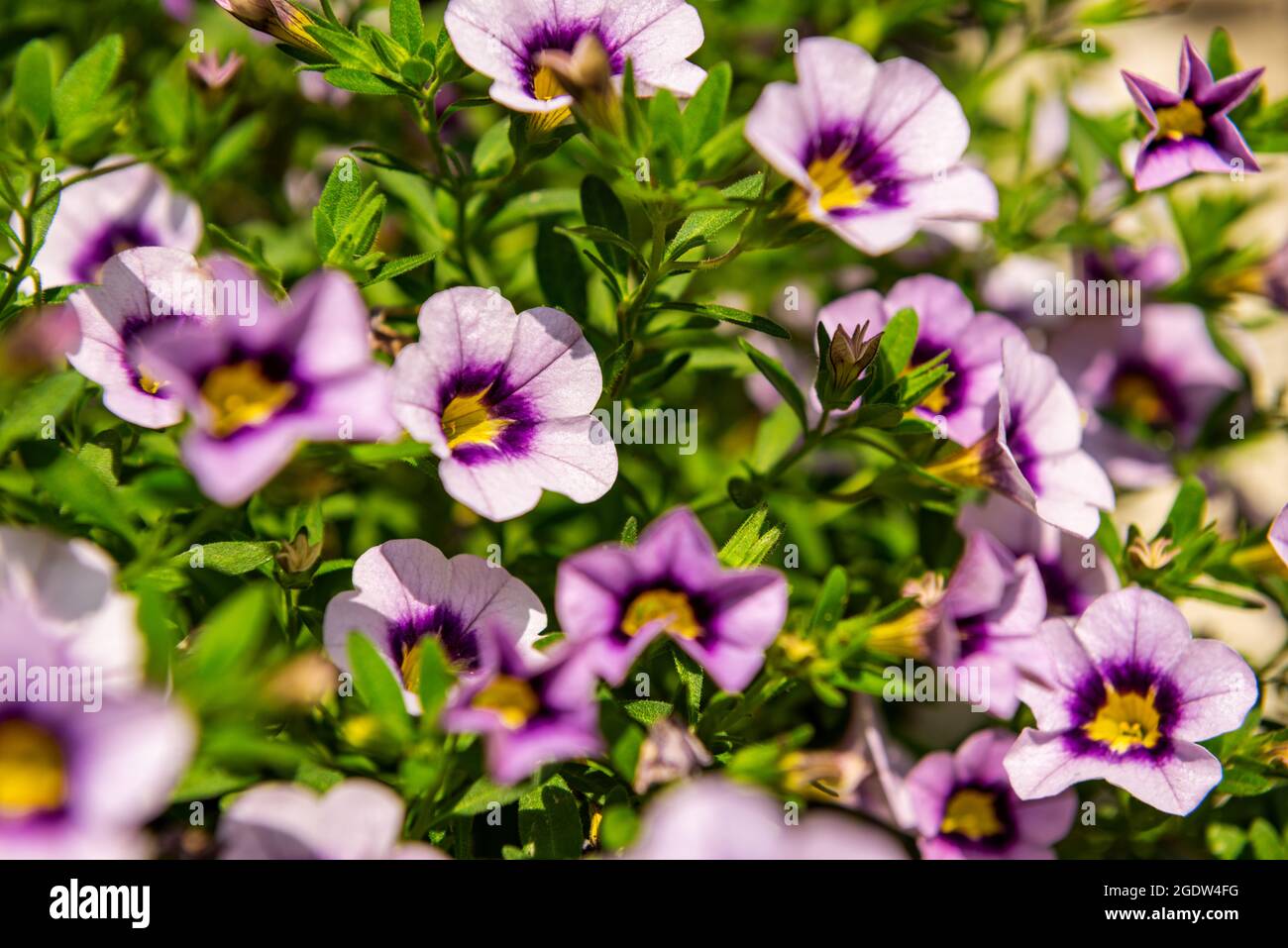 Close up of purple Calibrachoa flowers in a hanging basket, also known as Million Bells or trailing mini petunia. Stock Photo