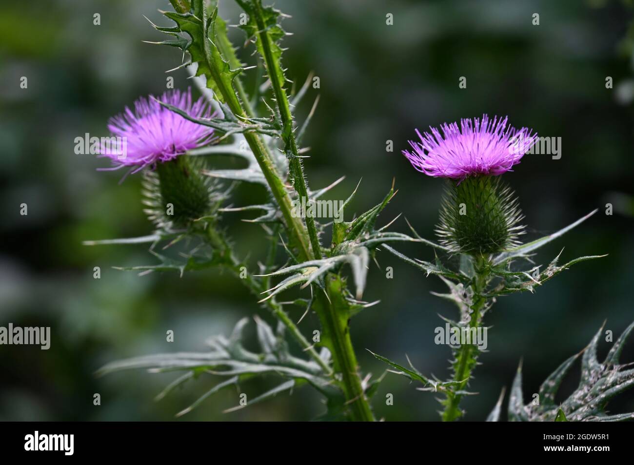 Scotch Thistle (Onopordum acanthium), Foots Cray Meadows, Sidcup, Kent. UK Stock Photo