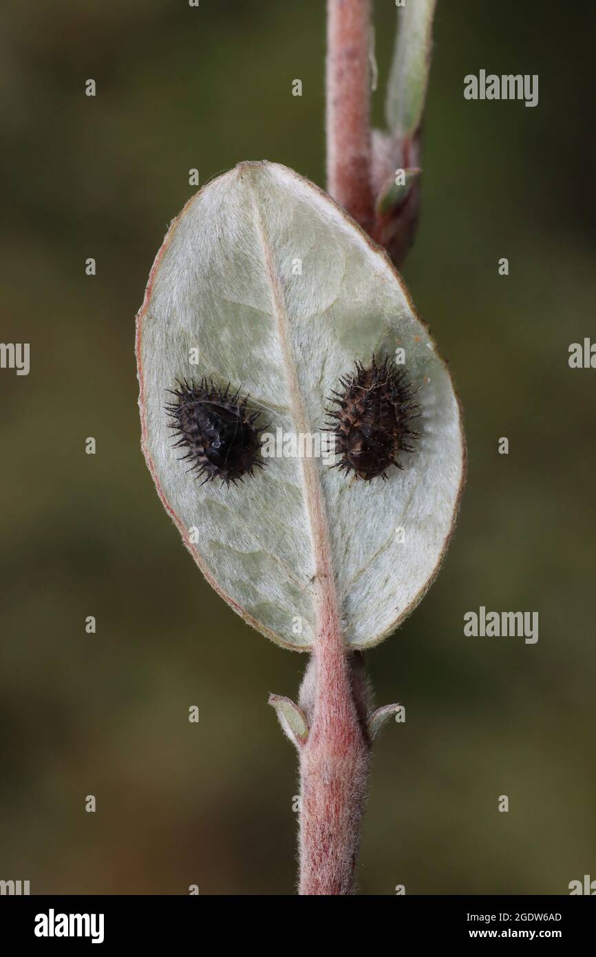 Kidney Spot Ladybird Pupae on Creeping Willow Leaf Stock Photo