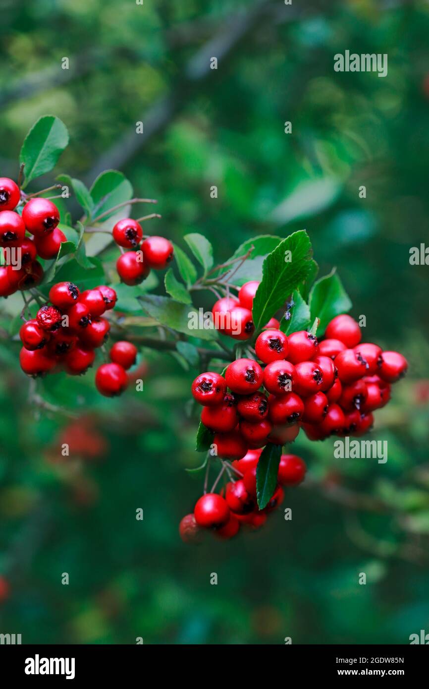 Red berries (cotoneaster horizontalis) in the garden. Autumn time Stock Photo