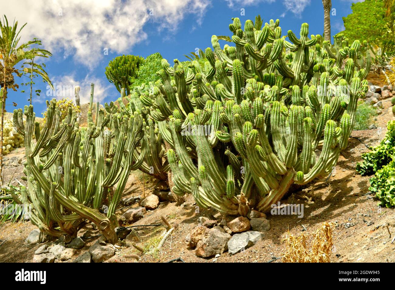 Polaskia chichipe is a columnar tree-like cactus more commonly known as Chichipe native to Mexico, in La Oliva, Fuerteventura one of the Canary Island Stock Photo