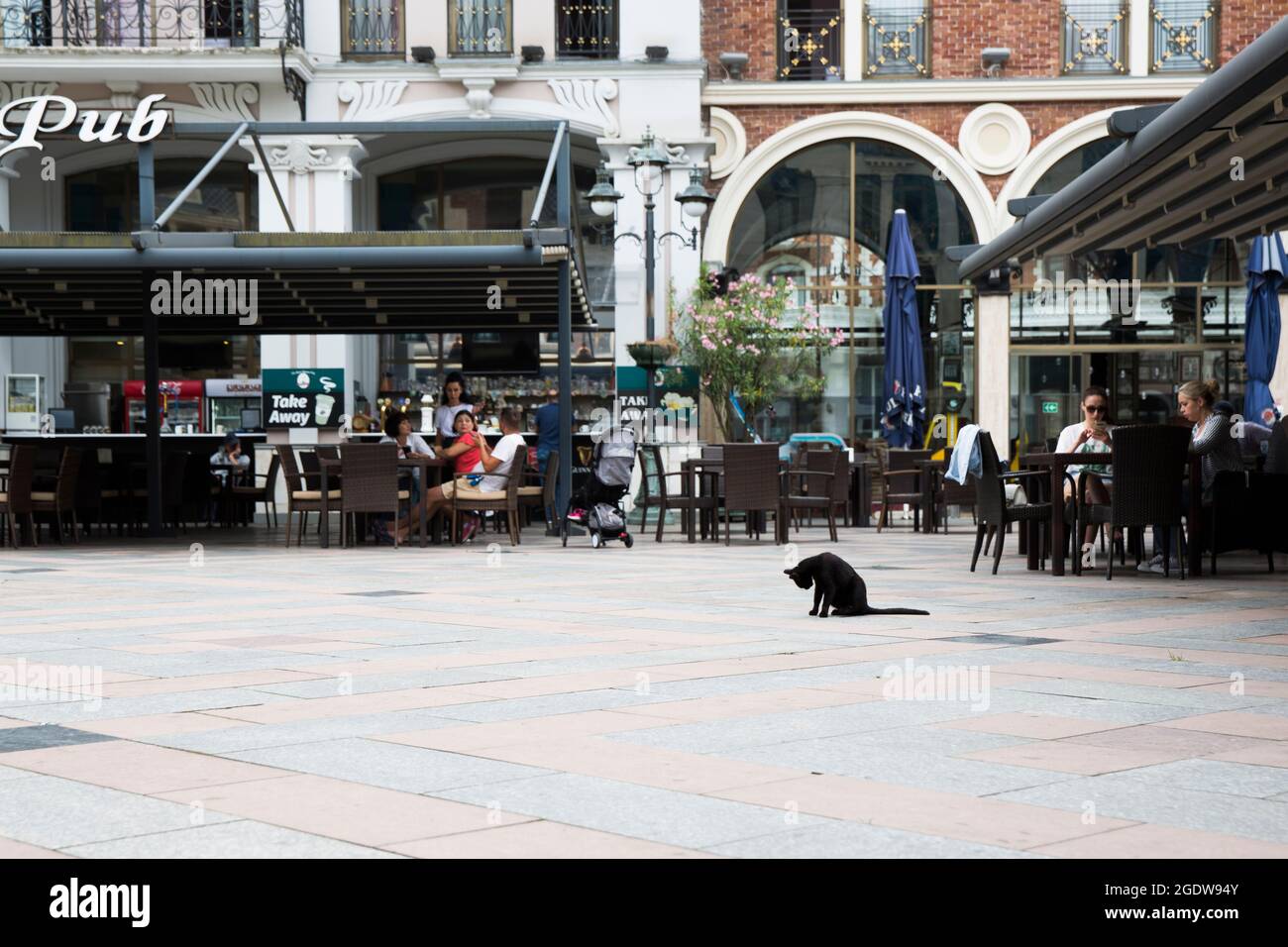 Wild stray cats and dogs on the city streets. Batumi, Stock