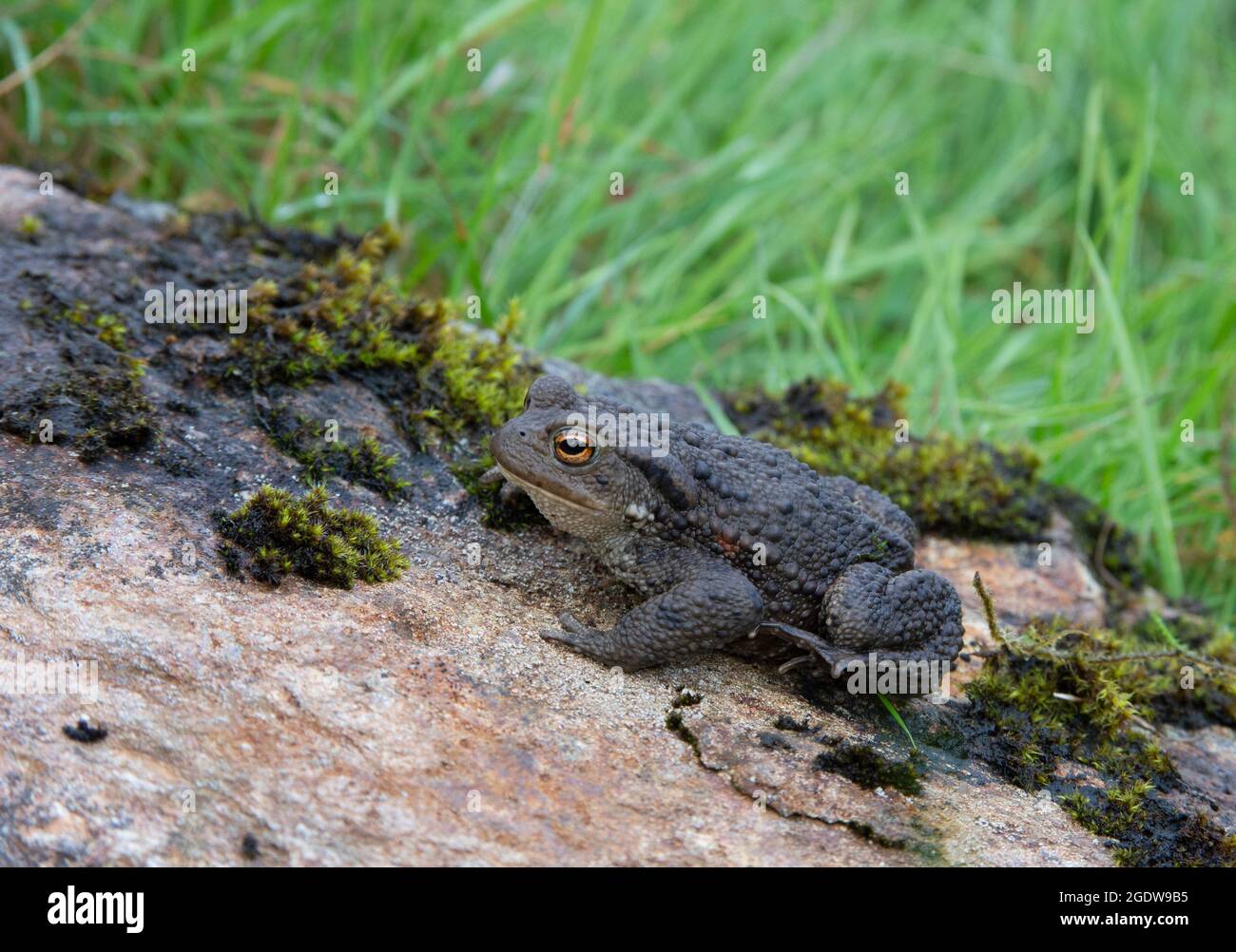 Common Toad on rock, Bufo bufo, beside Black Water River, Ross-shire, Highlands, Scotland, British Isles. Stock Photo