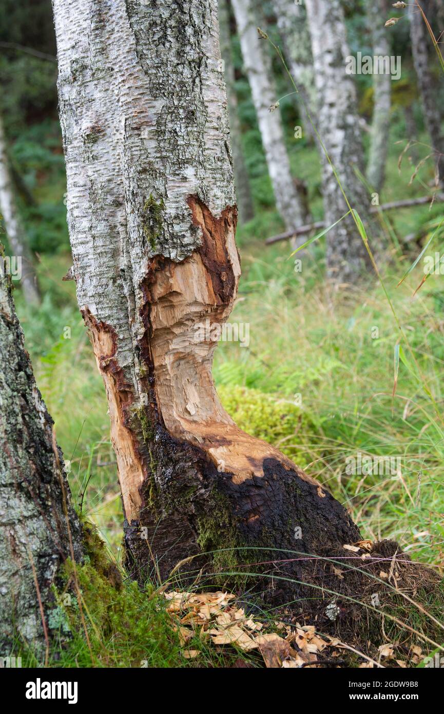 Birch tree gnawed by Europan Beaver, Castor fiber, Inverness, Scotland, British Isles, United kingdom Stock Photo