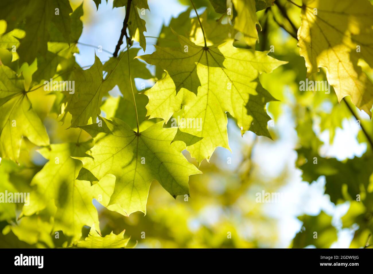 Autumn tree twigs on sky background Stock Photo - Alamy