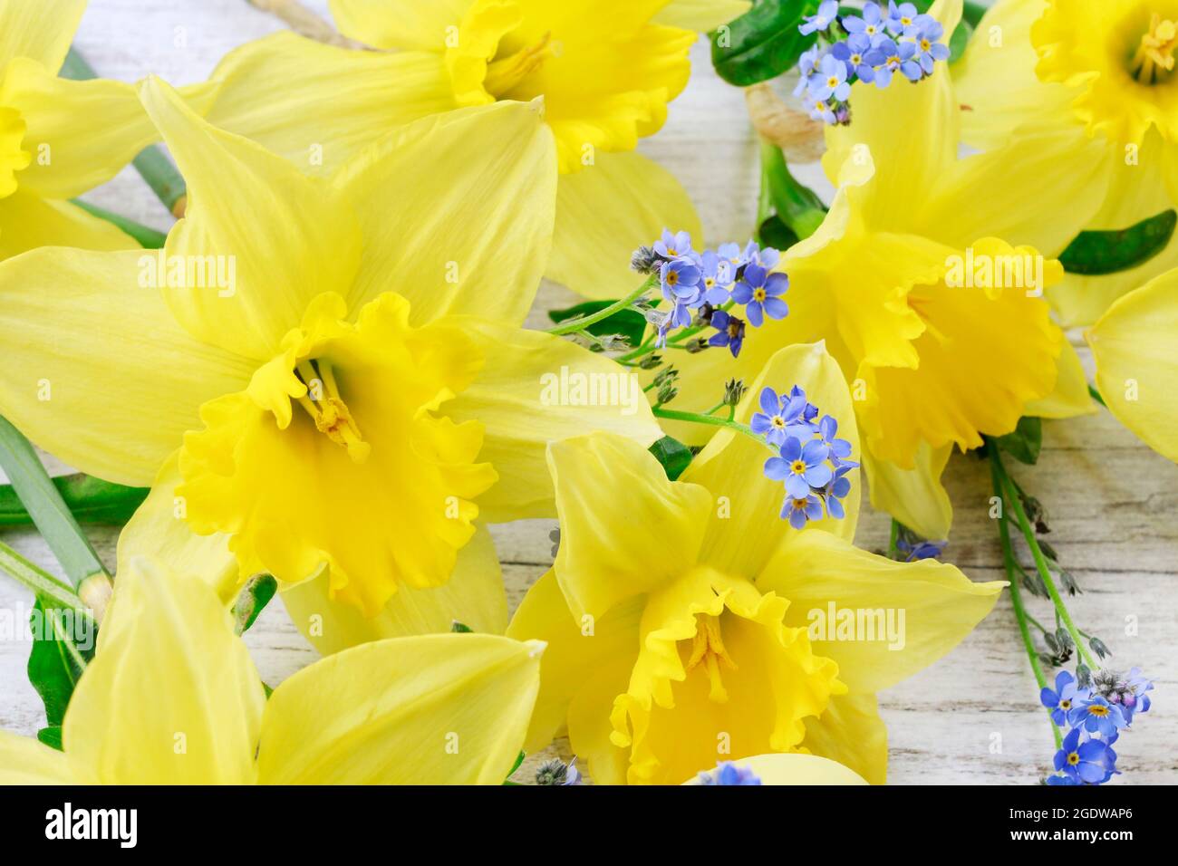 Daffodils and flowers. Easter background Stock Photo Alamy