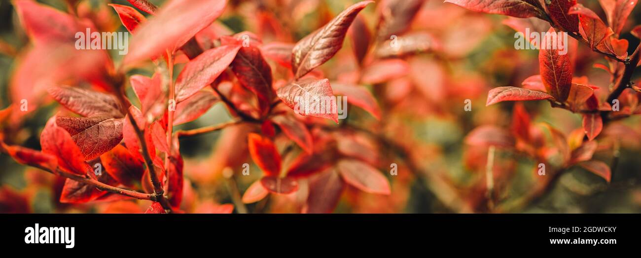 autumn bush with blueberry leaves. vaccinium corymbosum leaves bright burgundy red color in the garden in fall. gardening and nature concept. natural Stock Photo