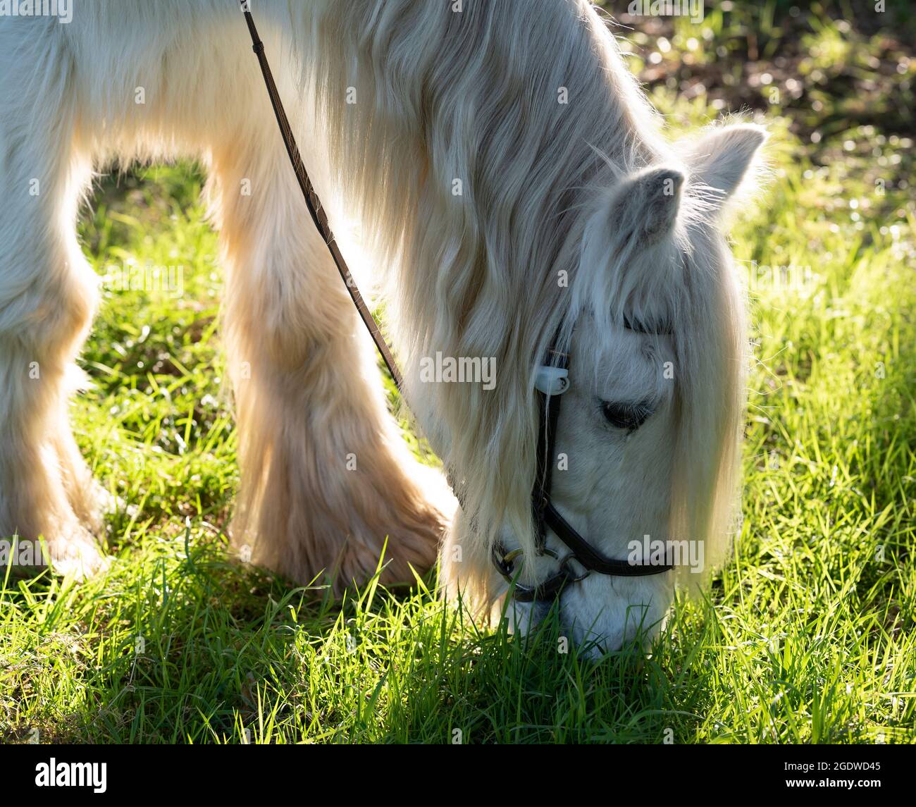 A grey horse eating grass with strong, contre jour backlighting Stock Photo