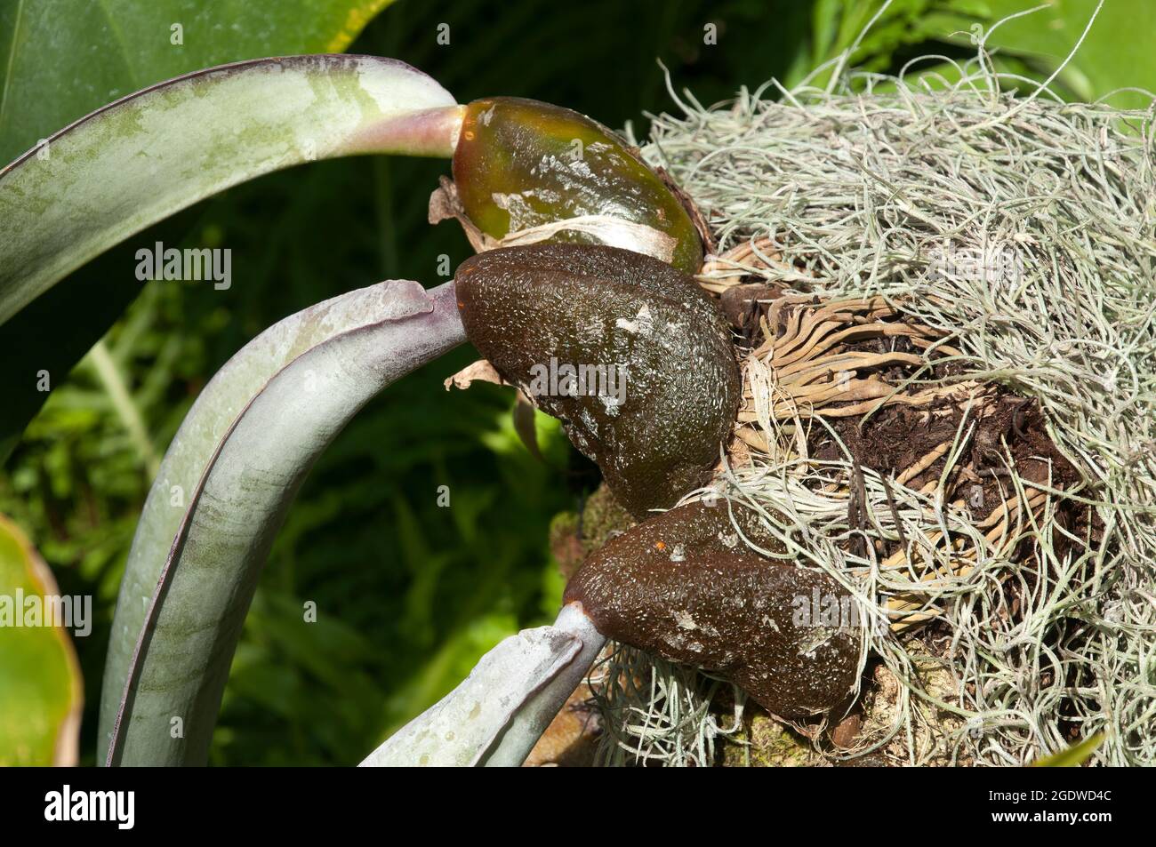Sydney Australia, bulbophyllum fletcherianum or tongue orchid it grows  lithophytic or epiphytic, native to New Guinea. Stock Photo