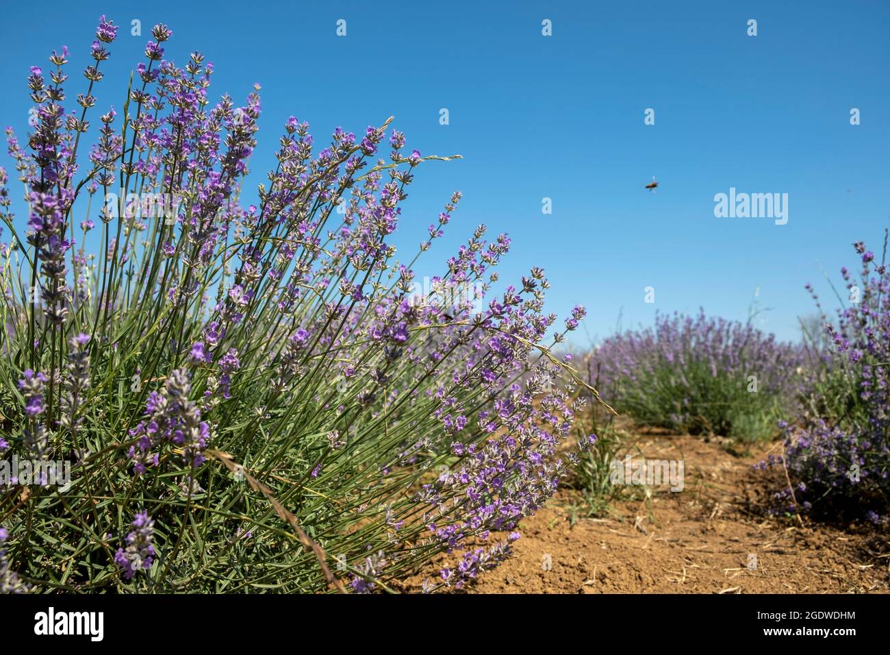 a lavender garden in the Sarkoy district of Tekirdağ. Stock Photo