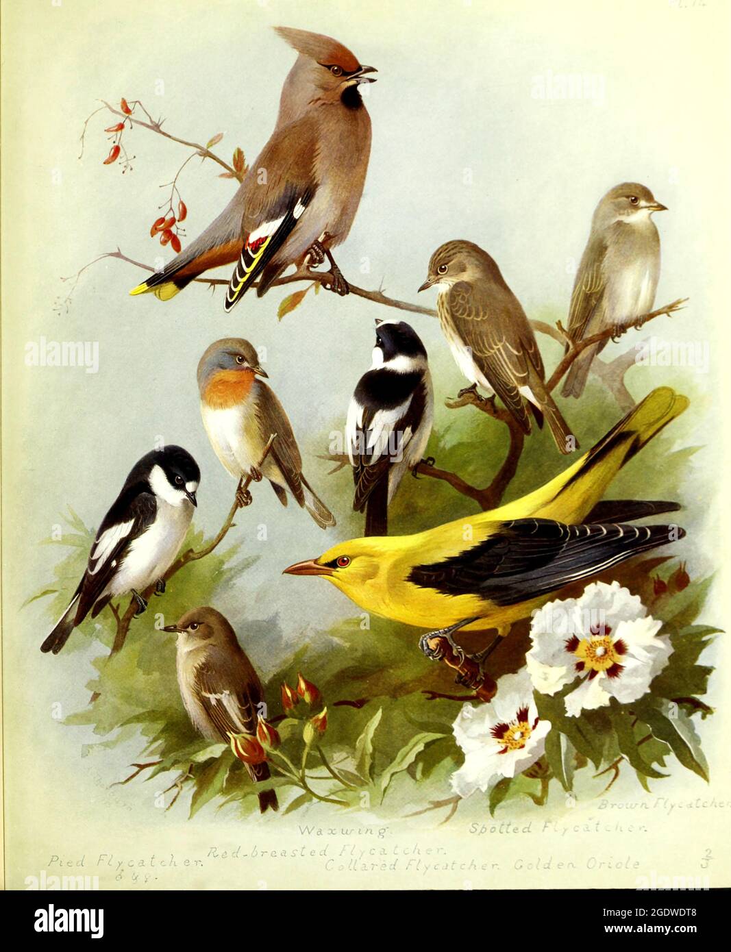 Archibald Thorburn vintage British bird illustration Stock Photo Alamy