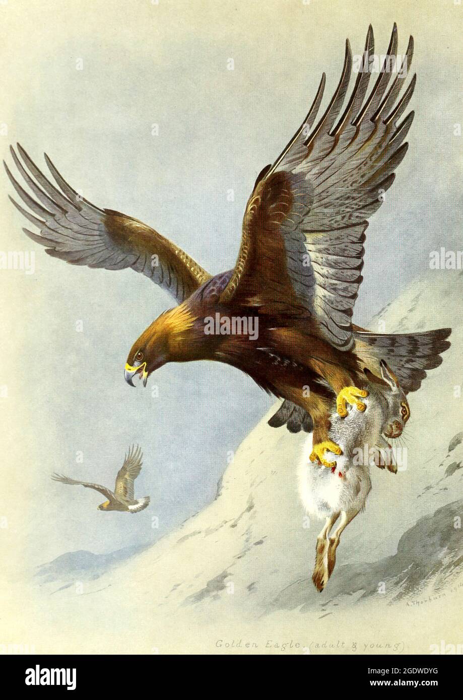 Archibald Thorburn vintage British bird illustration - Golden Eagle Stock Photo