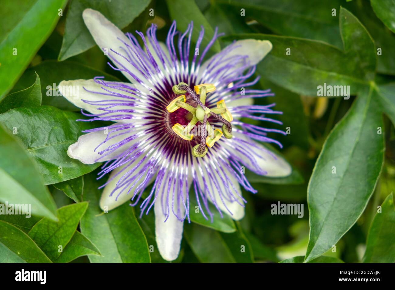 Passiflora, known also as the passion flowers or passion vines, is a genus of about 550 species of flowering plants Stock Photo