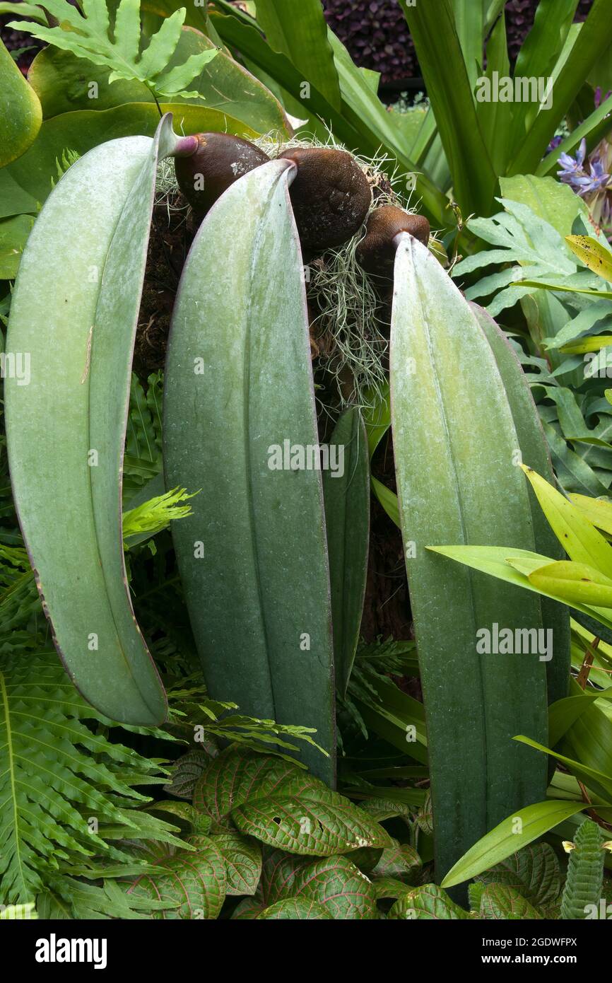 Sydney Australia, bulbophyllum fletcherianum or tongue orchid it grows  lithophytic or epiphytic, native to New Guinea. Stock Photo