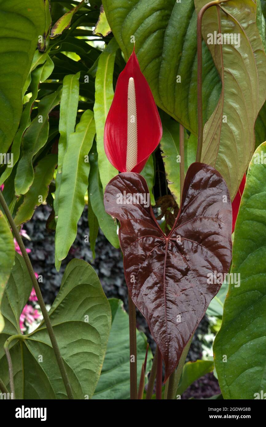 TÌNH YÊU CÂY CỎ ĐV.3 - Page 32 Sydney-australia-flower-and-hear-shaped-leaves-of-an-anthurium-chamberlainii-native-to-venezuela-2GDWG8B