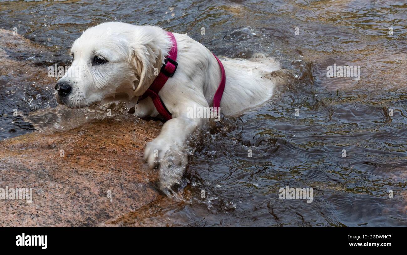 Puppy learning to swim alone in a lagoon. White puppy climbing on a rock in the water to get out of the water. Stock Photo