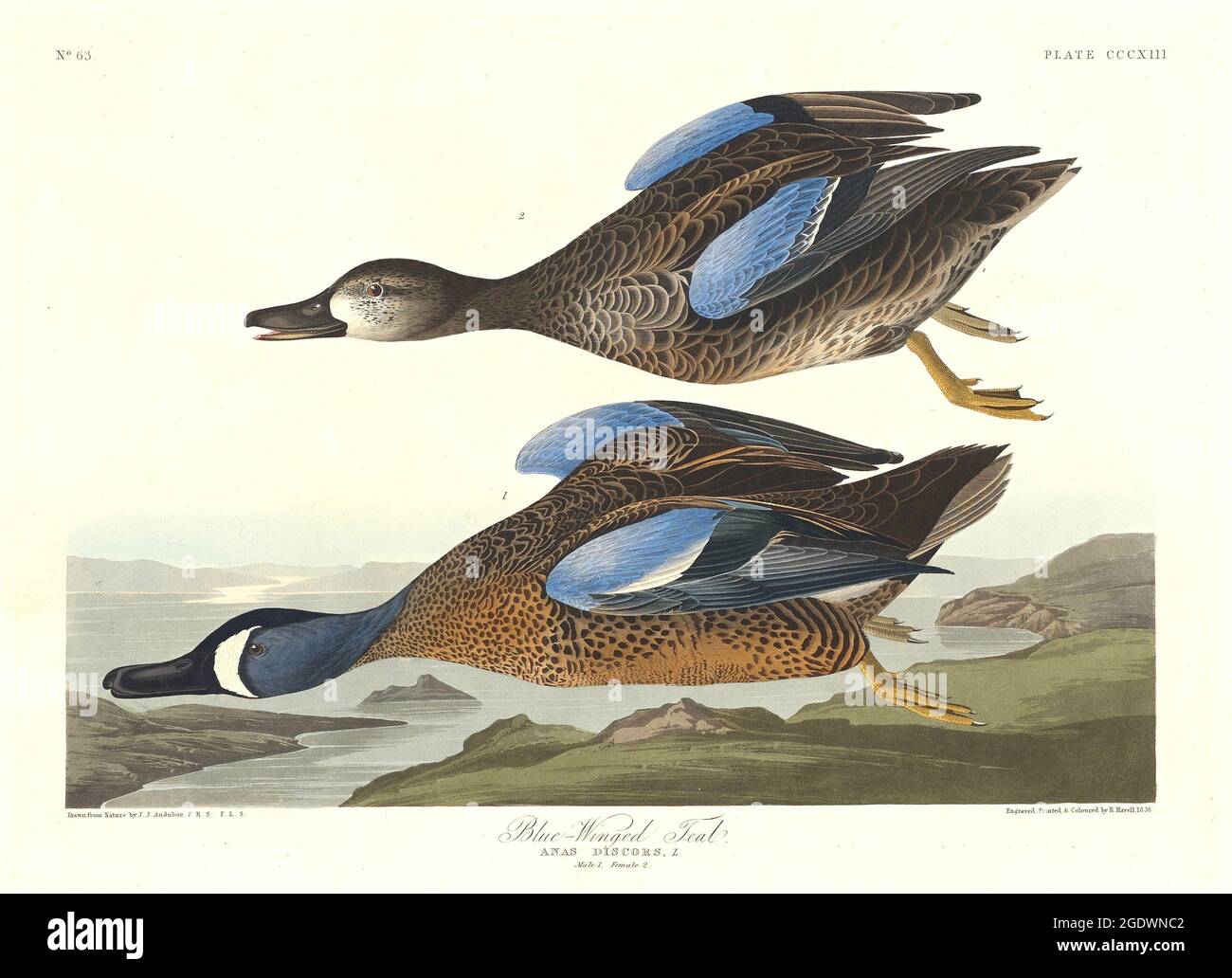 Blue Wingerd Teal - John James Audubon - Anas discors - 1836 - In Flight Stock Photo
