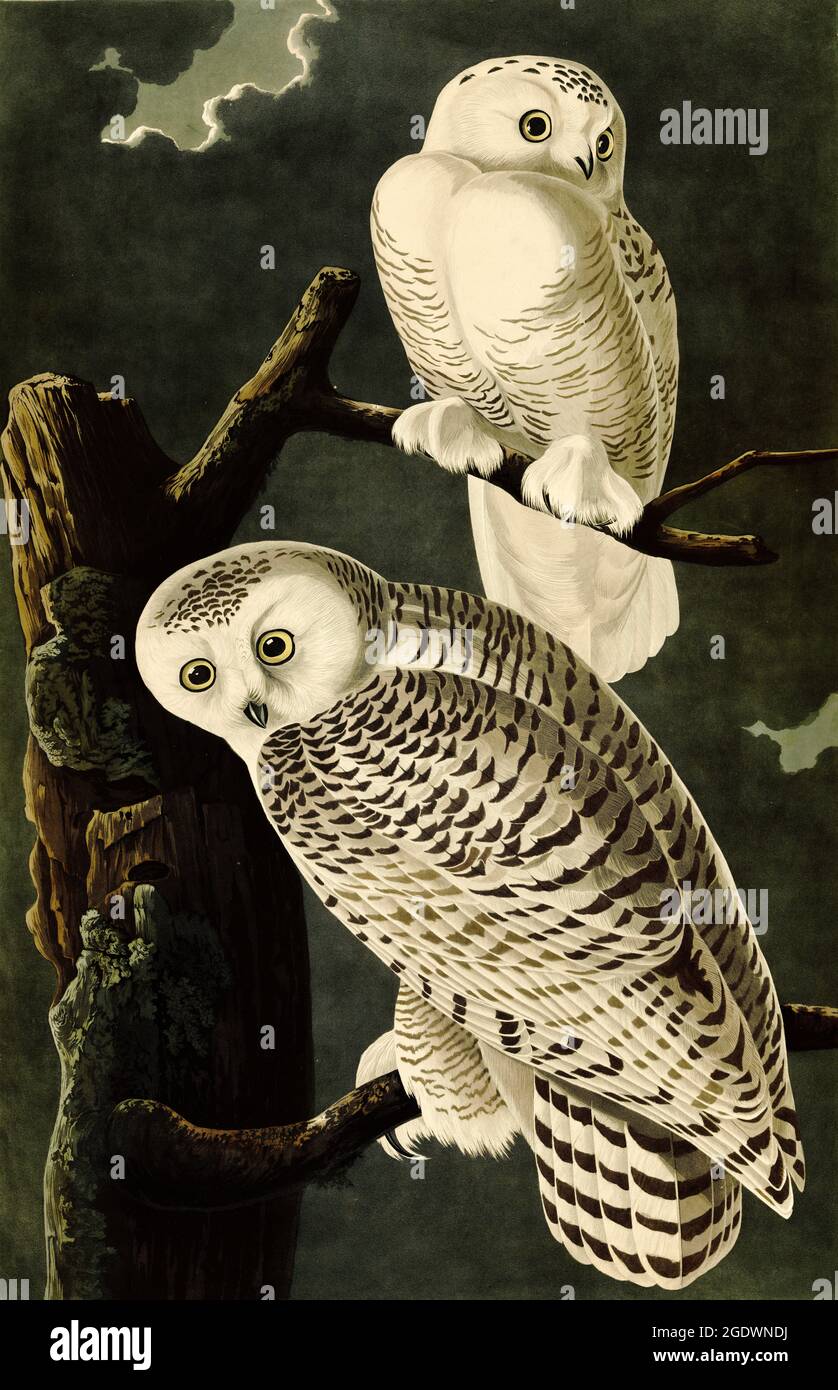 John James Audubon - Snowy Owl - Strix Nyctea - circa 1831 Stock Photo