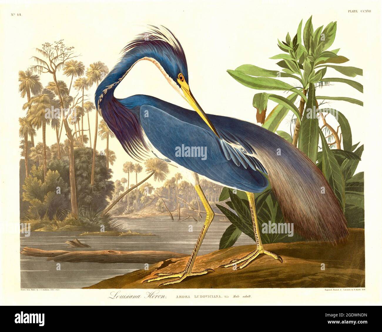 'Robert Havell after John James Audubon, Louisiana Heron. Stock Photo