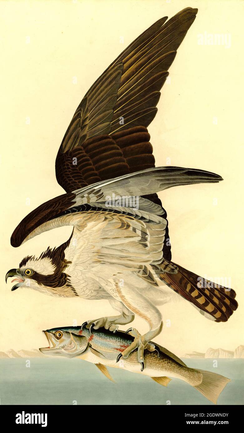 Vintage bird illustration by John James Audubon entitled Osprey or Fish Hawk Stock Photo