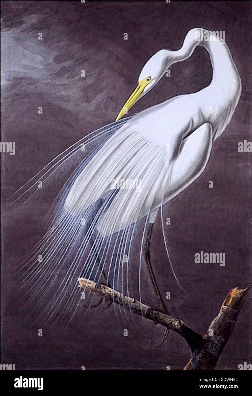 Great Egret - John James Audubon - Ardea alba - 1821 Stock Photo