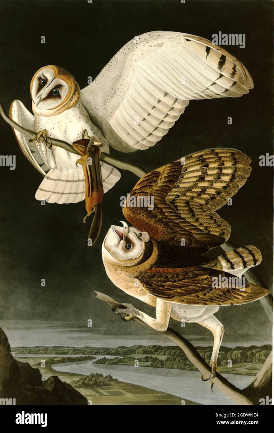 John James Audubon - Barn Owl - Strix flammea - 1833 Stock Photo
