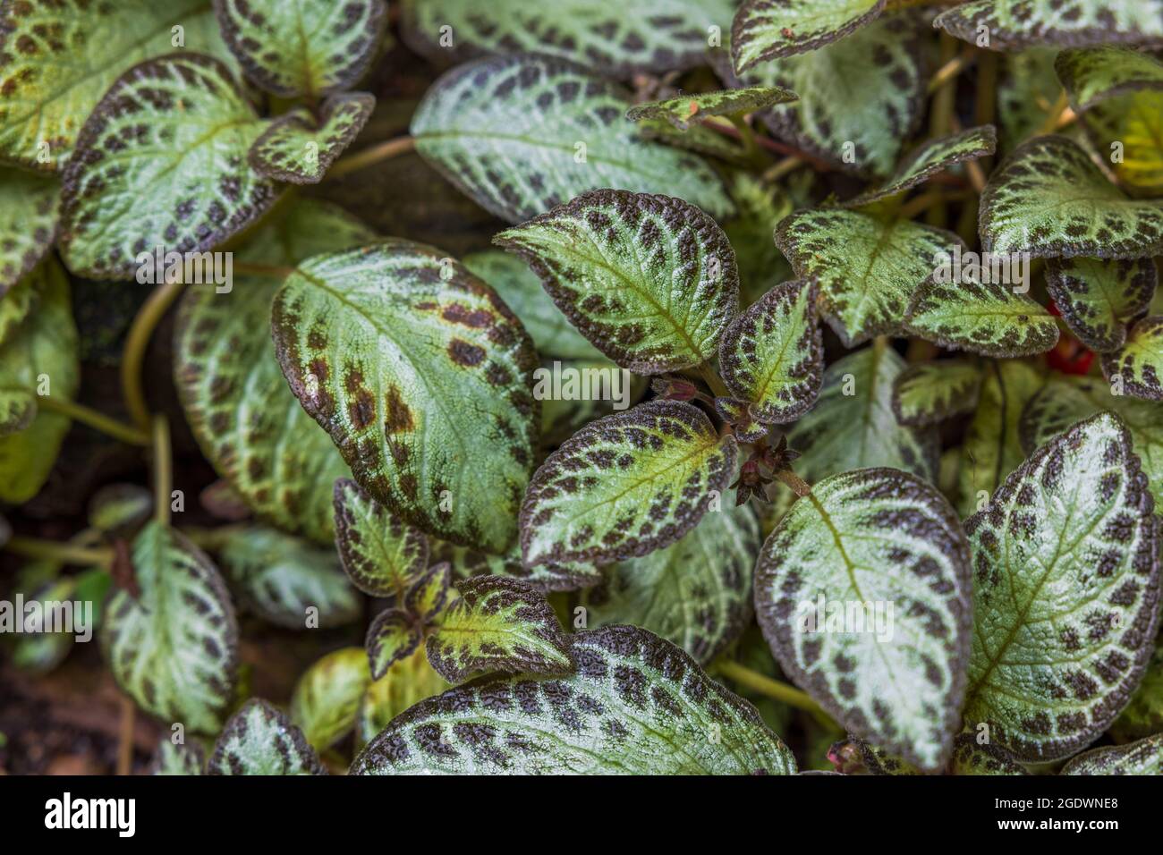 Close up top view of Episcia cupreata tropical flower. Sweden. Stock Photo