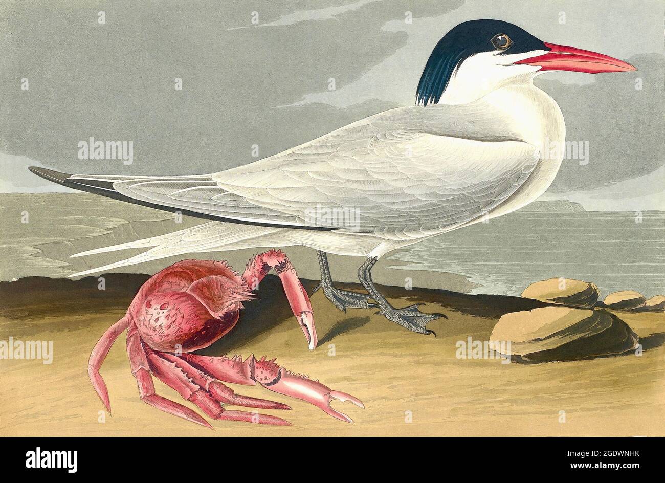 John James Audubon, Cayenne Tern with crab Stock Photo