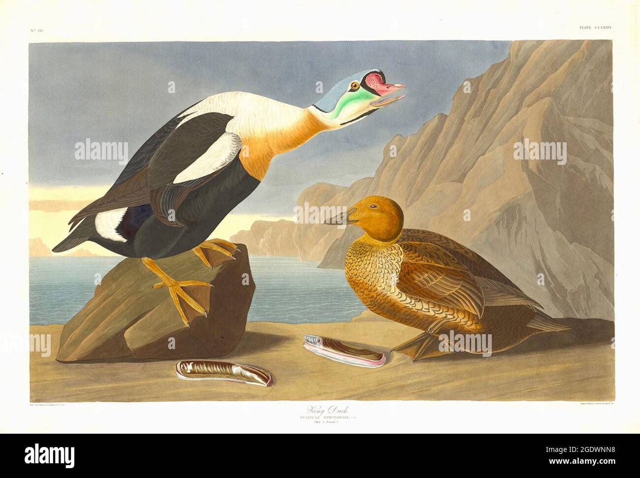 John James Audubon - King Duck - Fuligula spectabilis - 1835. Stock Photo