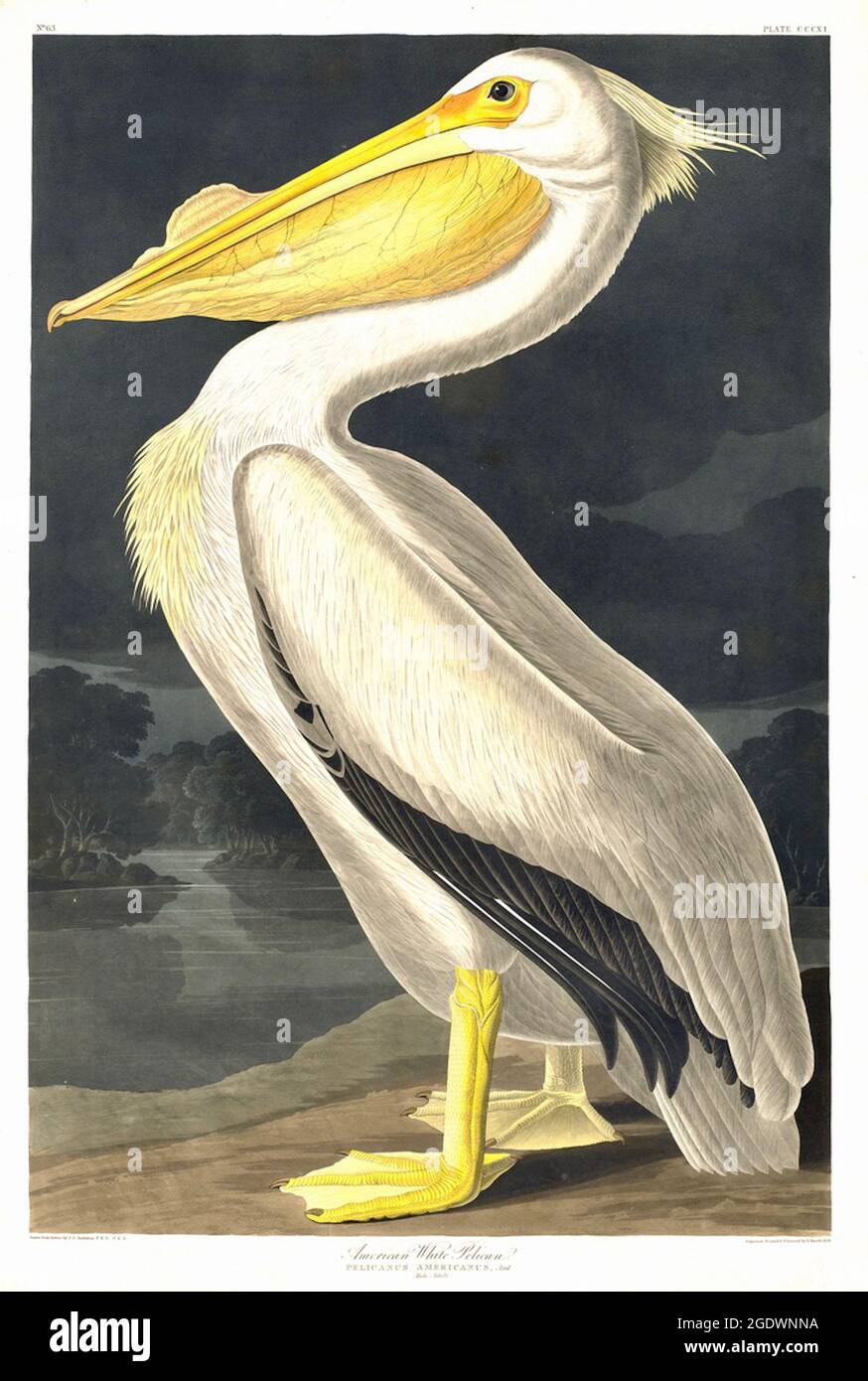 John James Audubon - American White Pelican -  Pelicanus americanus -  1836 Stock Photo