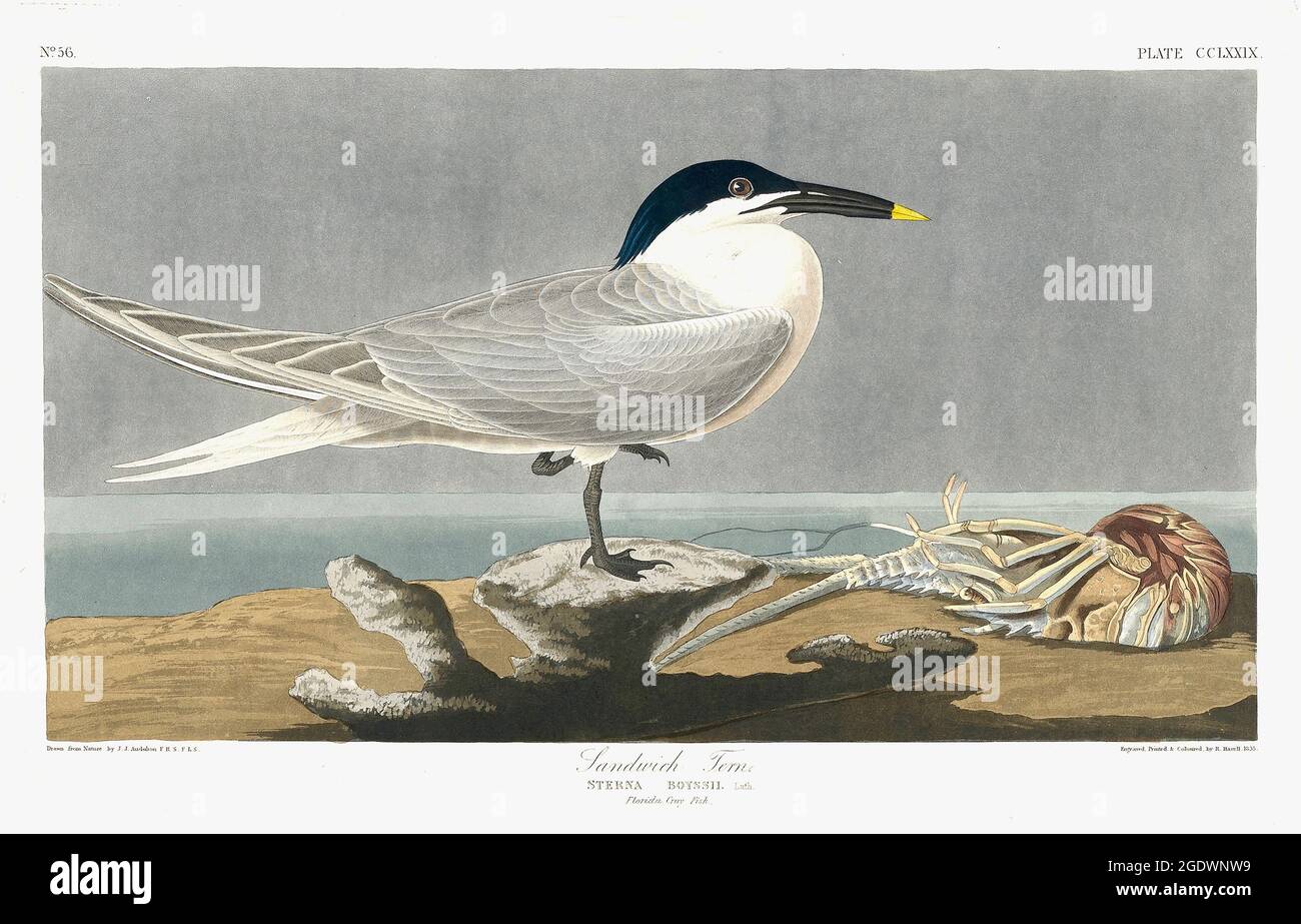 John James Audubon - Sandwich Tern - Sterna Cantiaca - Thalasseus sandvicensis - 1835 Stock Photo