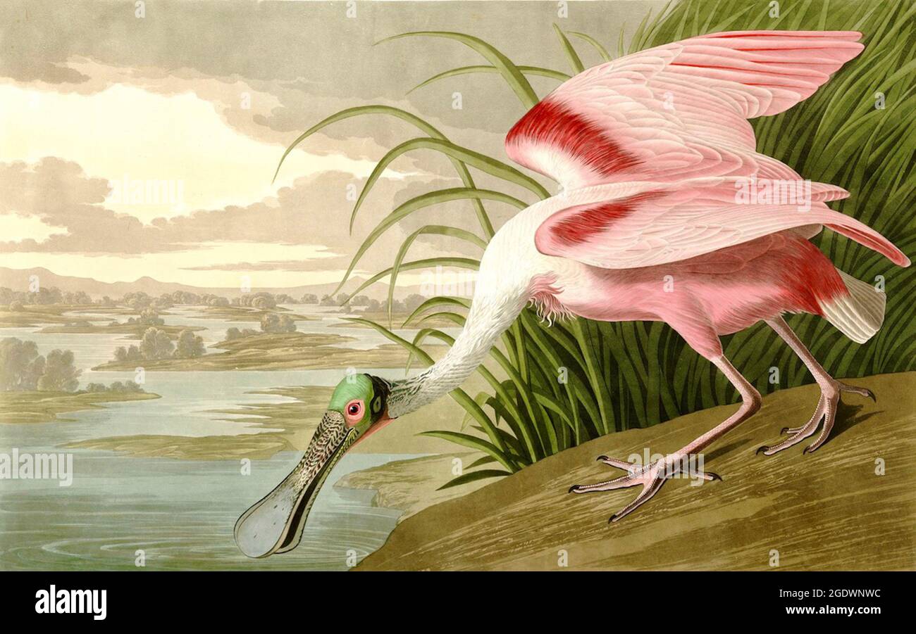 Roseate Spoonbill, by John James Audubon - 1836 - Vintage bird illustration  - Stock Photo