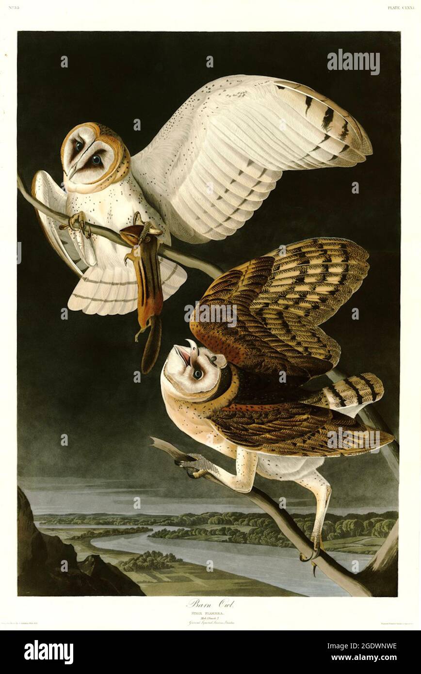 Vintage bird illustration by John James Audubon - Barn Owls Stock Photo